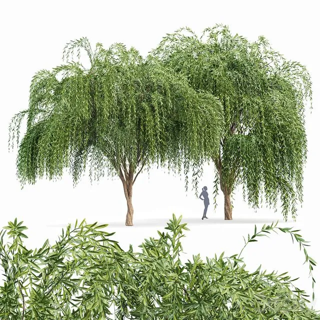 Weeping willow 2trees 3dsMax Model