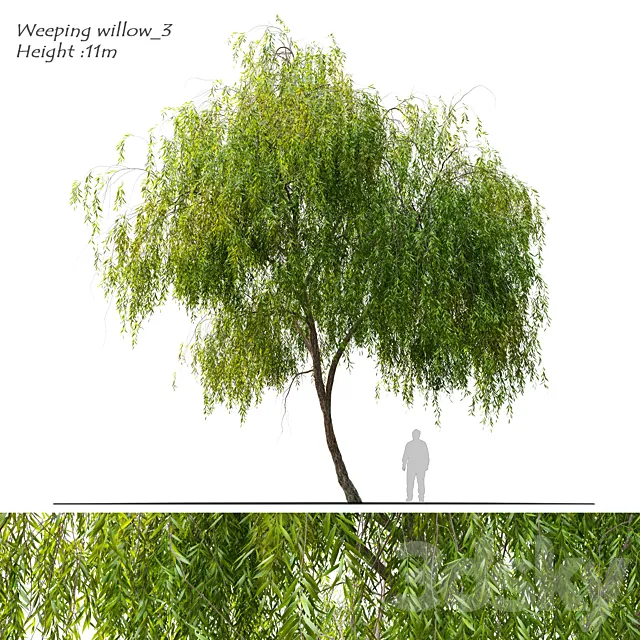 Weeping willow 3 3ds Max