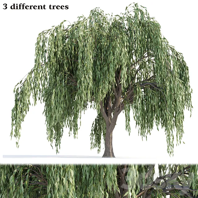 Weeping willow trees collection vol 115 3ds Max