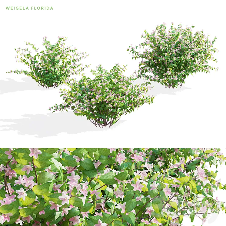 Weigela blooming 3 bush | Weigela florida 3DS Max Model