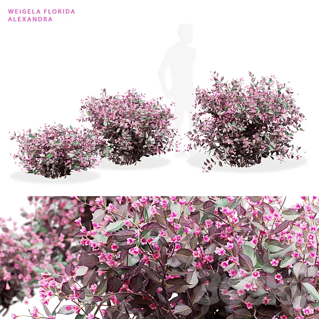 Weigela blooming 3 bush | Weigela florida Alexandra 3ds Max