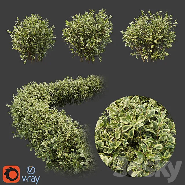 Weigela florida 3ds Max