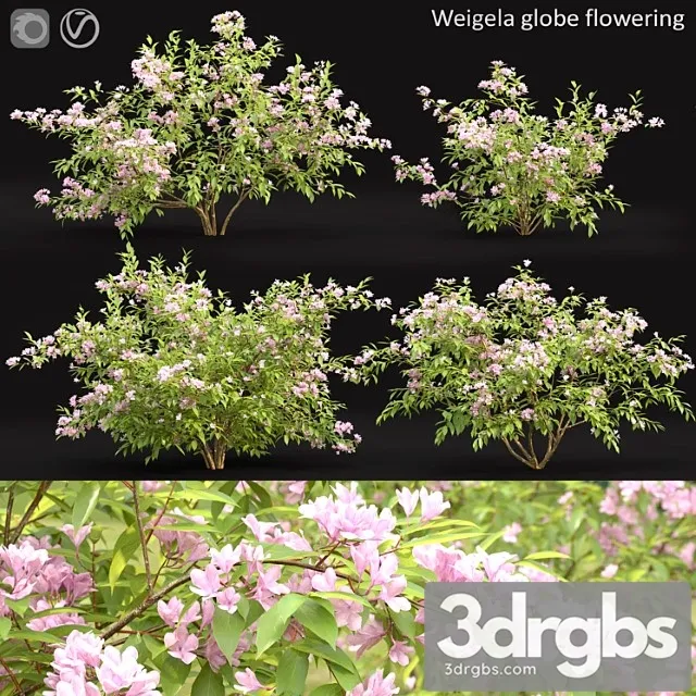 Weigela