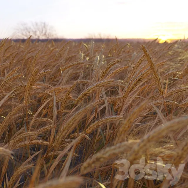 Wheat 3DS Max Model