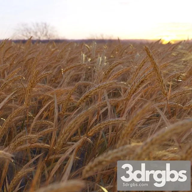 Wheat Plant 3dsmax Download