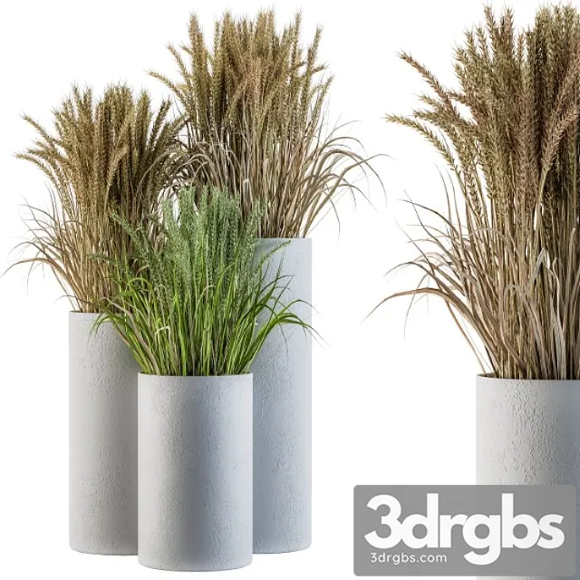 Wheat with wild grass in concrete round pot