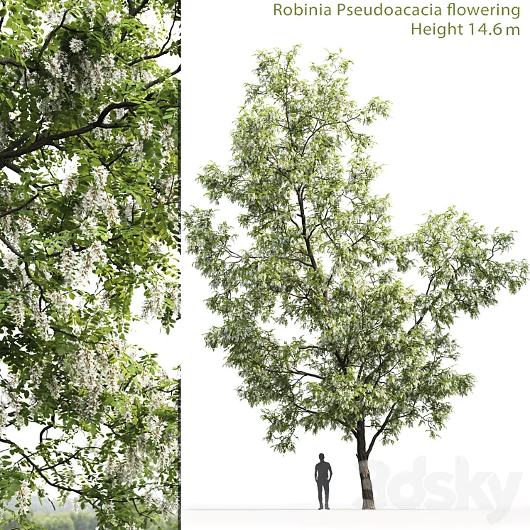 White Acacia | Robinia Pseudoacacia # 3 (14.6m) 3DS Max