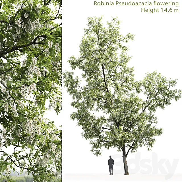 White Acacia | Robinia Pseudoacacia # 3 (14.6m) 3DSMax File