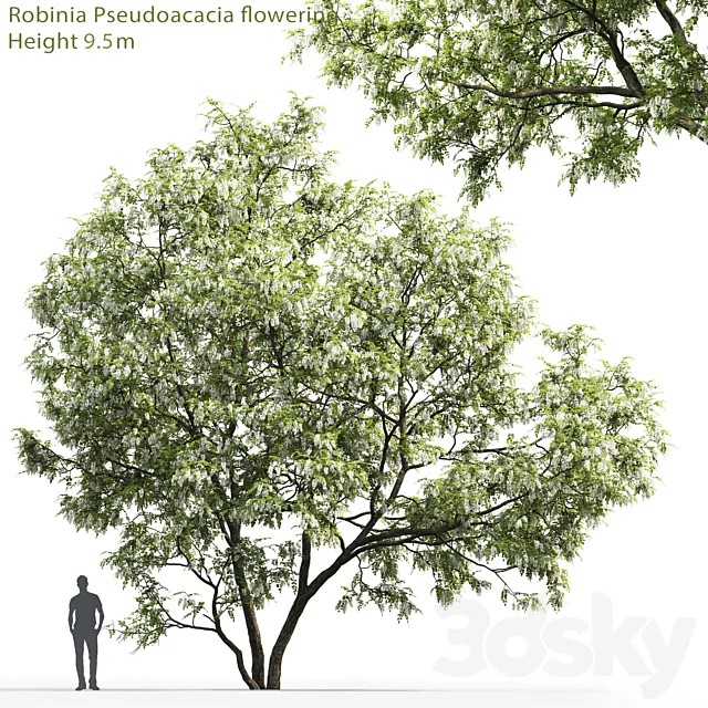 White Acacia | Robinia Pseudoacacia # 5 (9.5m) 3DSMax File