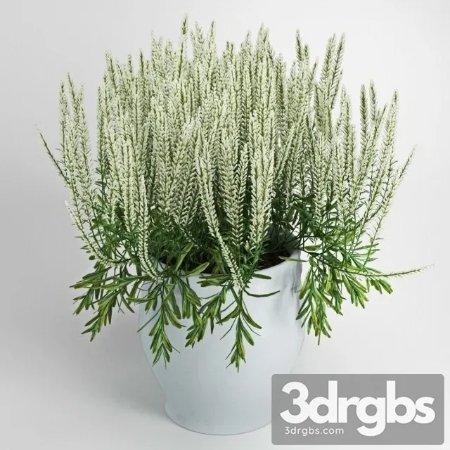 White Chi Calluna 3dsmax Download