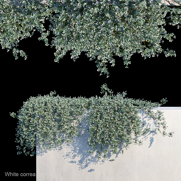 White correa creeper 3DS Max