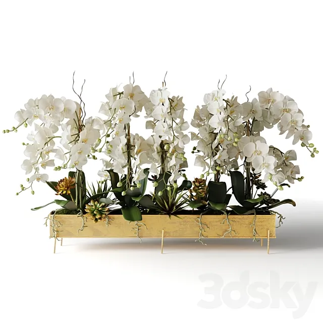 White orchids in a long metal pot 3ds Max