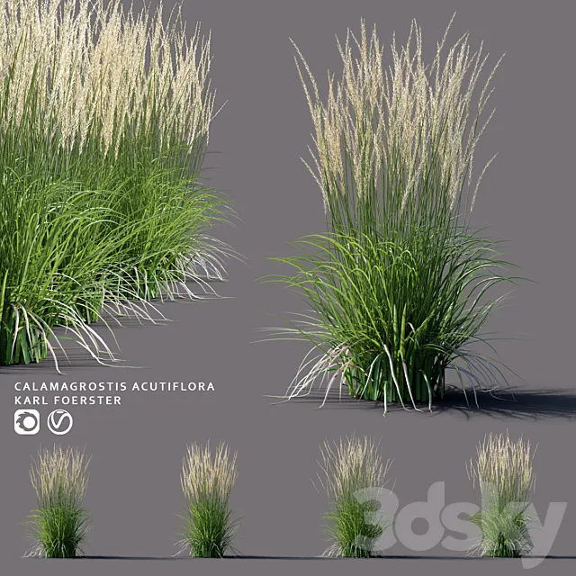 White reed grass | Calamagrostis acutiflora Karl Foerster 3ds Max