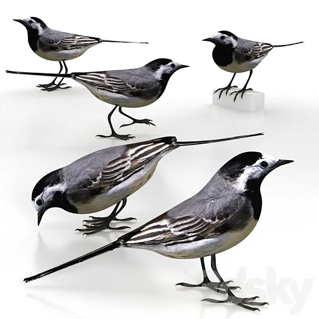 White Wagtail (bird) 3DS Max Model