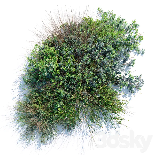 wild bush 3ds Max