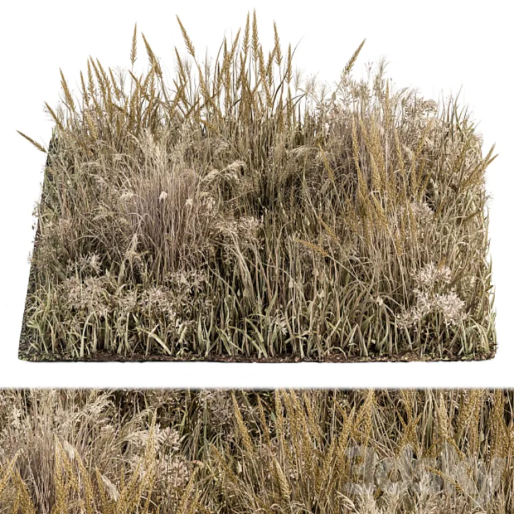 Wild Grass Dried and Wheat – Grass Set 04 3DS Max