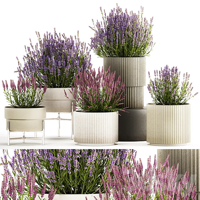 Wildflower bushes in outdoor flowerpots from lavender catnip sage Plant Collection 1193 3ds Max