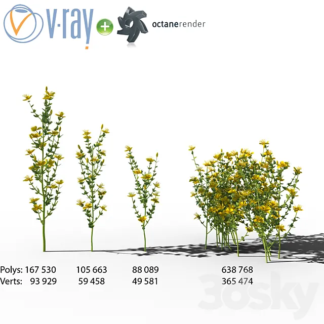 Wildflowers: Hypericum (St. John’s wort) 3ds Max