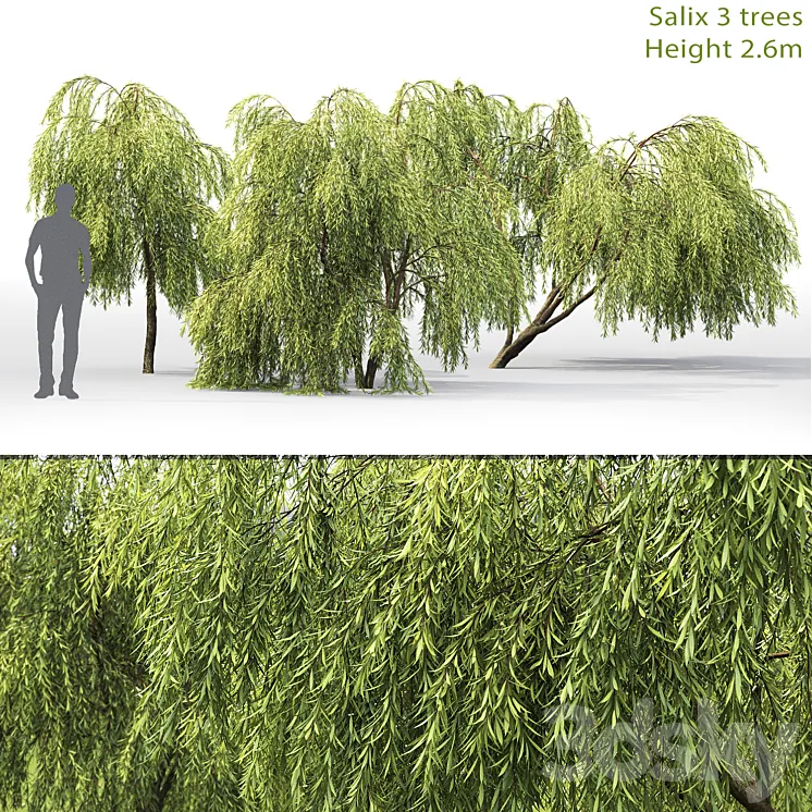 Willow 3DS Max