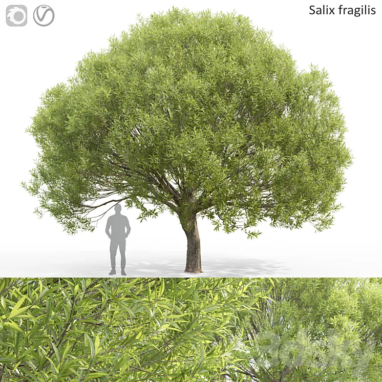 Willow 3DS Max Model