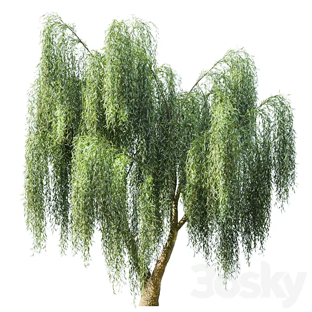 Willow 3DS Max Model