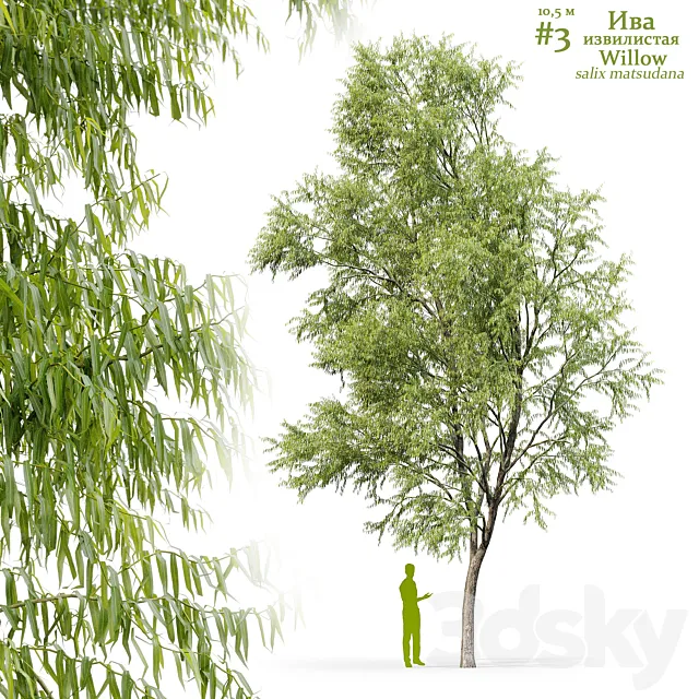 Willow _ Salix matsudana #3 3ds Max