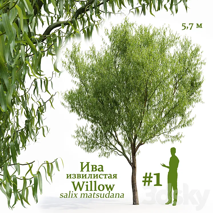 Willow \/ Salix matsudana # 1 3DS Max