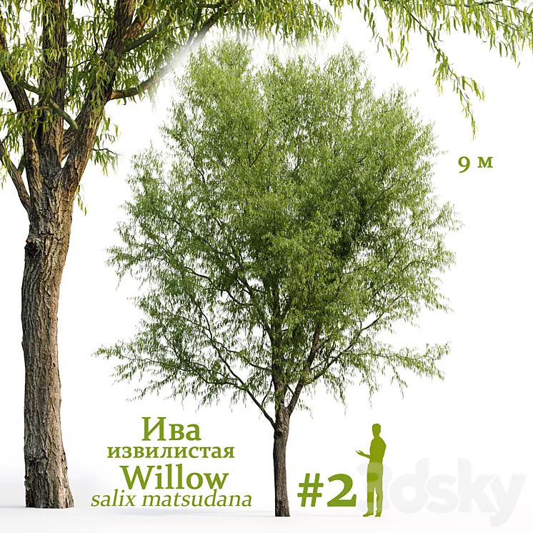 Willow \/ Salix matsudana #2 3DS Max Model