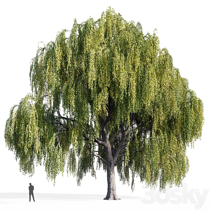 Willow (Salix Willow) 3DS Max