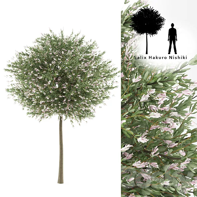 Willow whole-leafed tree | Salix integra ‘Hakuro Nishiki’ 3DS Max Model