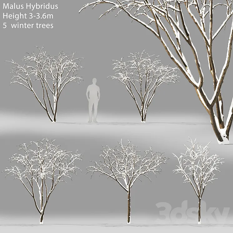 Winter apple tree | Malus Hybridus winter # 1 3DS Max