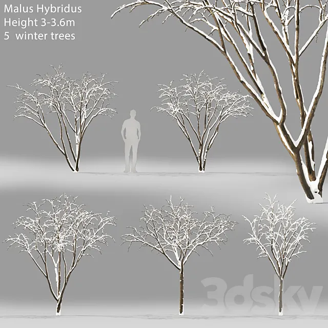 Winter apple tree | Malus Hybridus winter # 1 3DSMax File