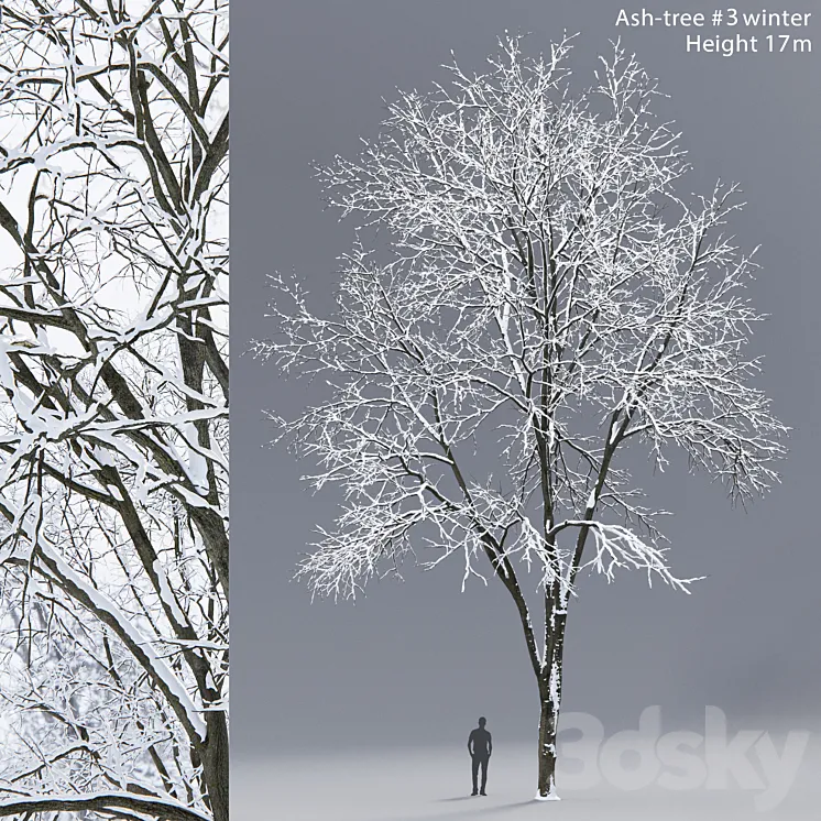 Winter Ash | Ash-tree winter # 3 (17m) 3DS Max