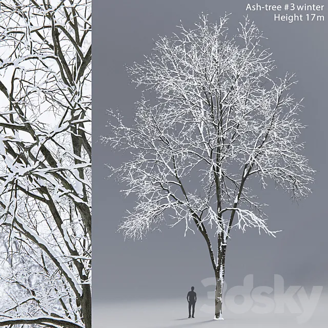 Winter Ash | Ash-tree winter # 3 (17m) 3DSMax File