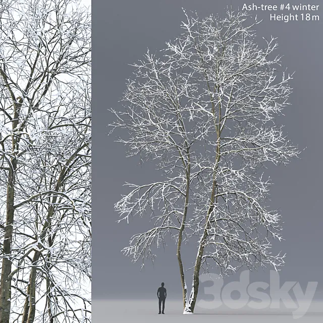 Winter Ash | Ash-tree winter # 4 (18m) 3DS Max Model