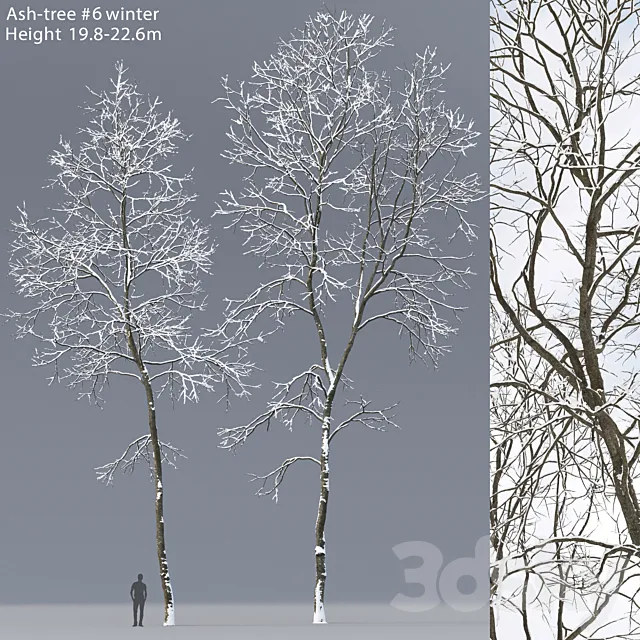 Winter Ash | Ash-tree winter # 6 (19.8-22.6) 3DS Max Model