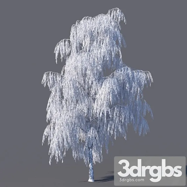 Winter Birch 15 Meters 3dsmax Download