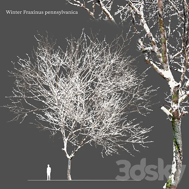 Winter Fraxinus pennsylvanica 3DS Max Model