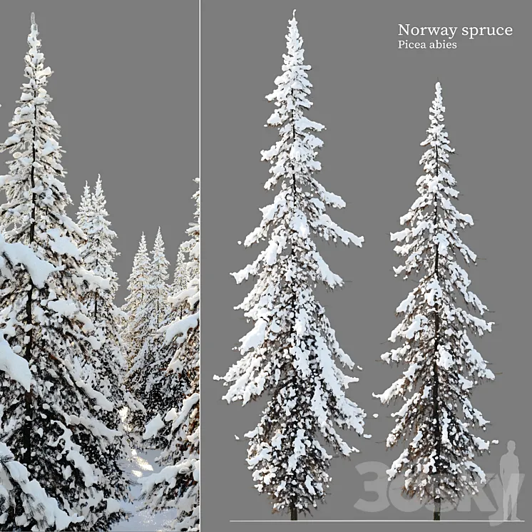 Winter Norway Spruce 02 3DS Max Model
