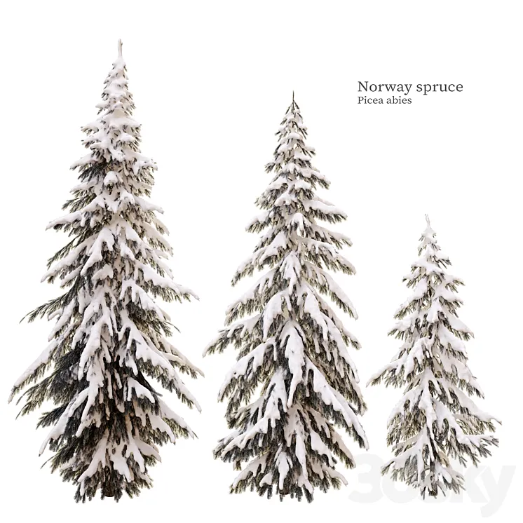 winter norway spruce 3DS Max Model