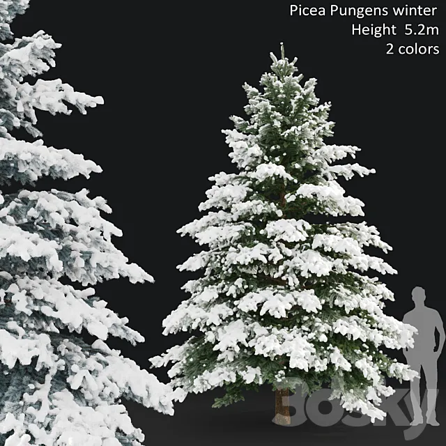 Winter spruce 3DS Max Model