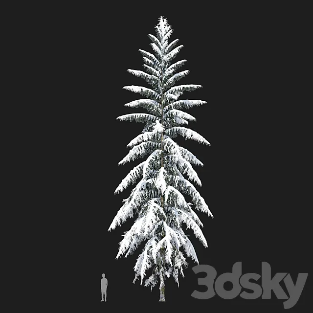 Winter Spruce 3dsMax Model