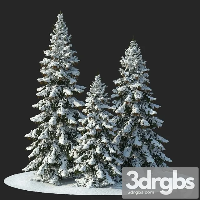 Winter spruces (winter spruces)