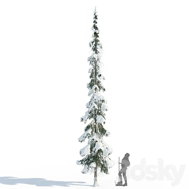 Winter taiga spruce_11m (Spruce). 3ds Max