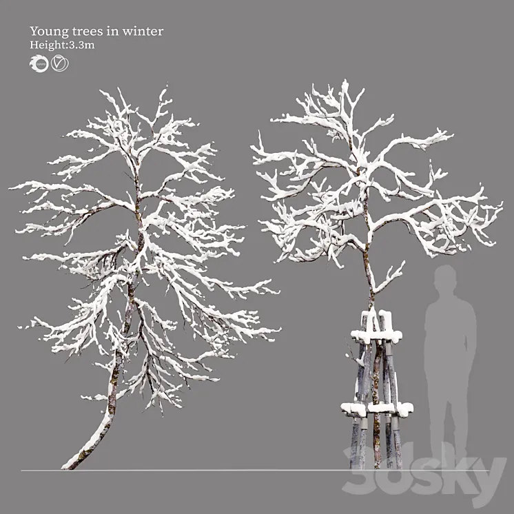 winter young trees 3DS Max Model