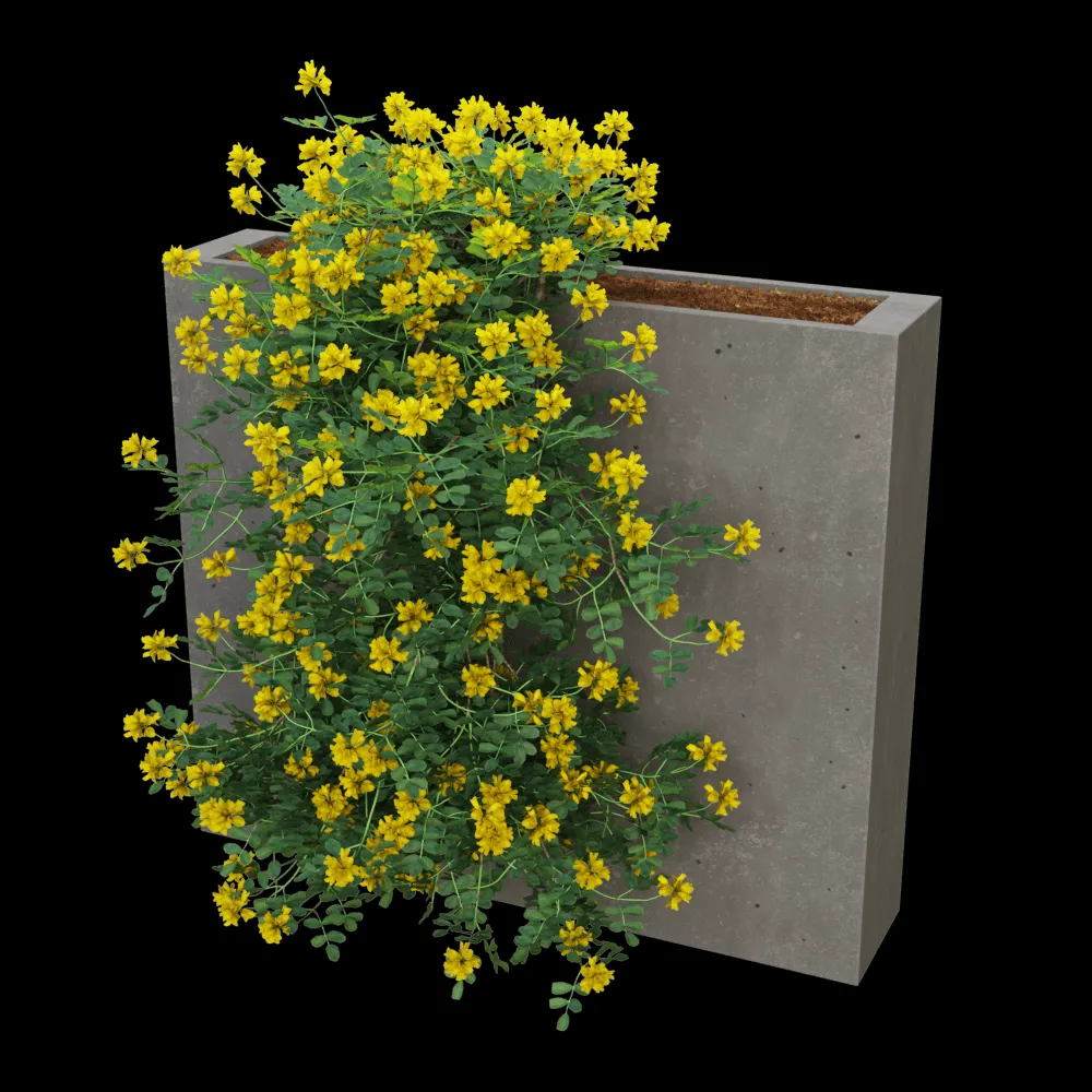 Woodled – Coronilla glauca 6 3ds Max