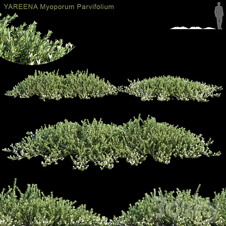 YAREENA Myoporum Parvifolium 3DS Max