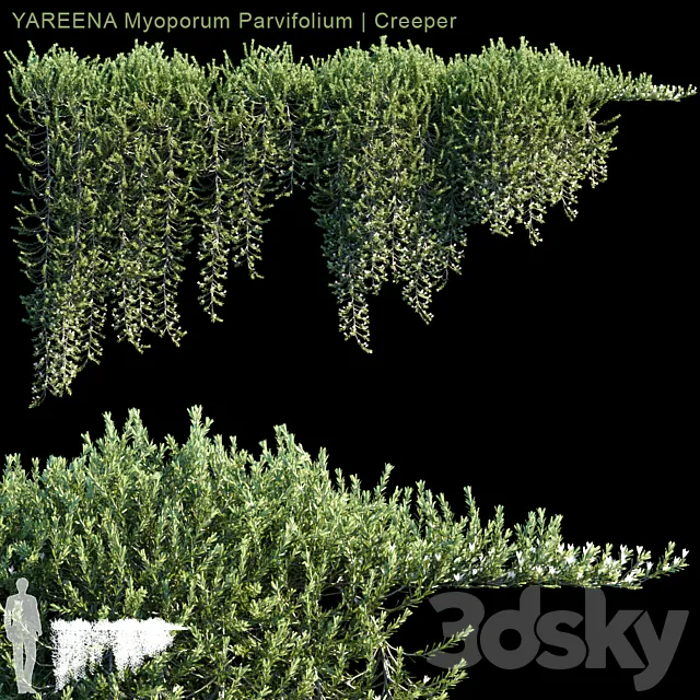 YAREENA Myoporum Parvifolium creeper | 5 module 3DS Max Model