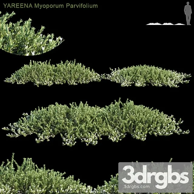 Yareena myoporum parvifolium