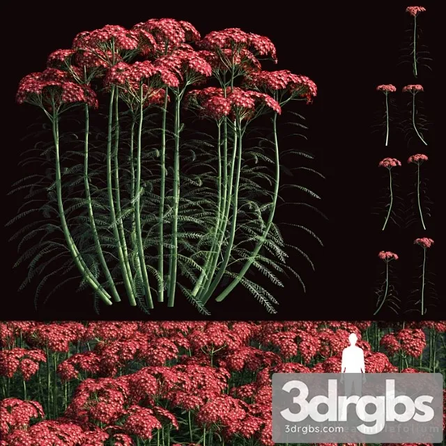 Yarrow Common Flowers Achillea Millefolium 3dsmax Download